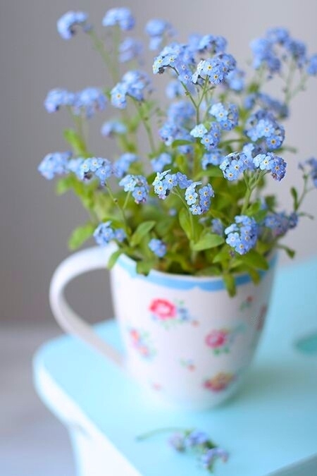 little blue flowers