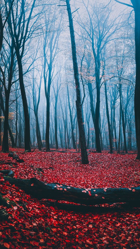 nice forest