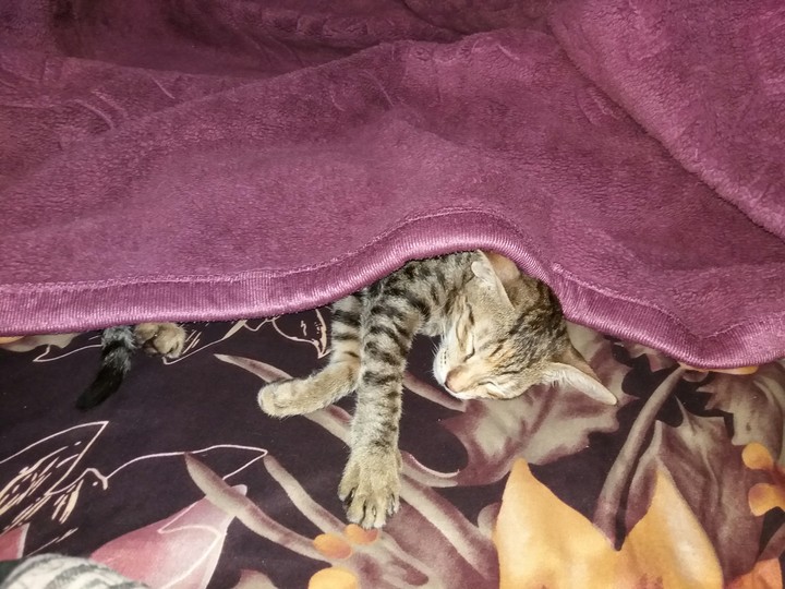 cat