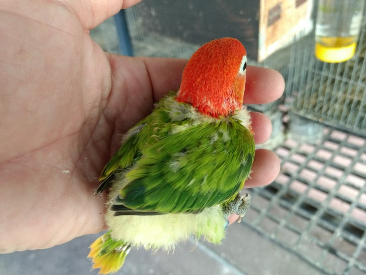 Green​ Opaline​