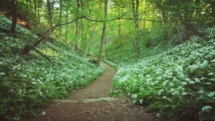 bois de Bruxelles