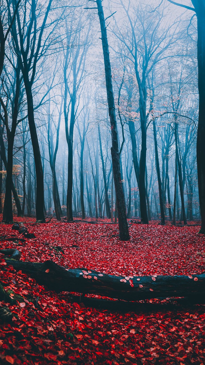 nice forest