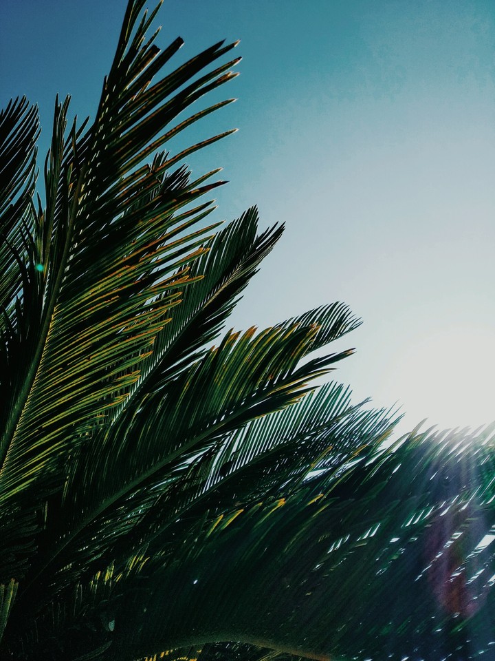 tree