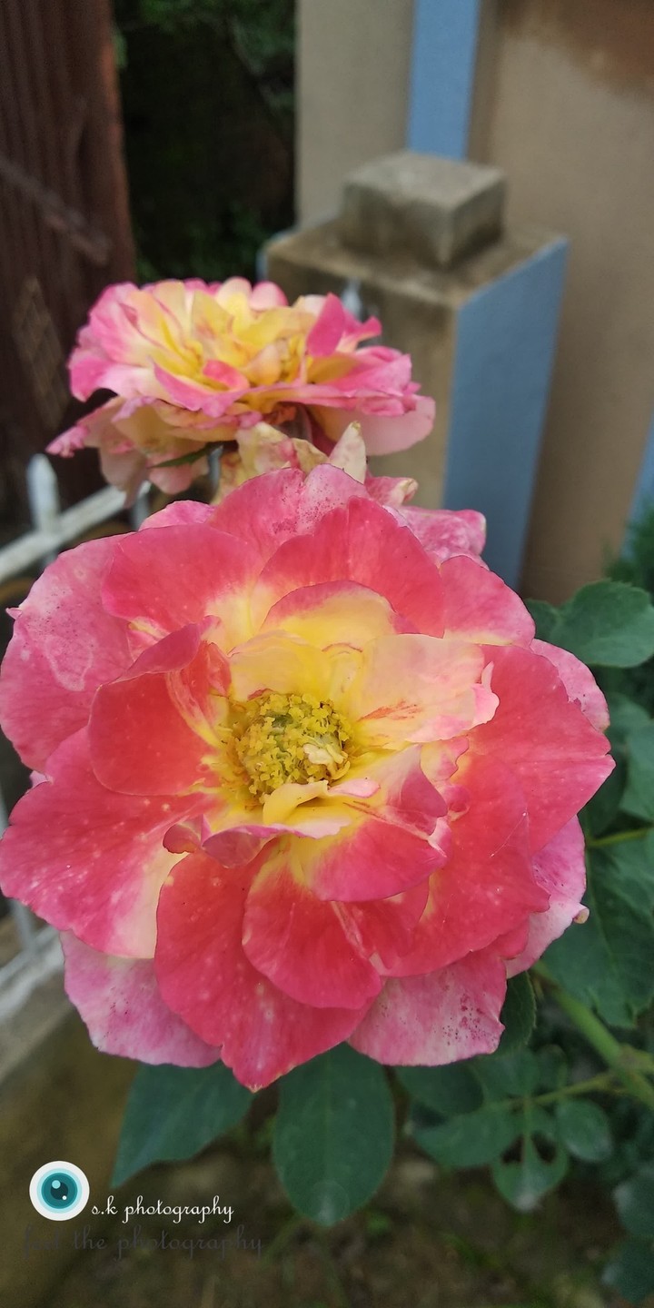 creative flower