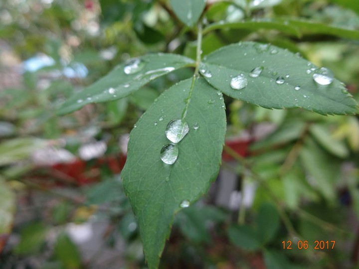 raindrops on leafs