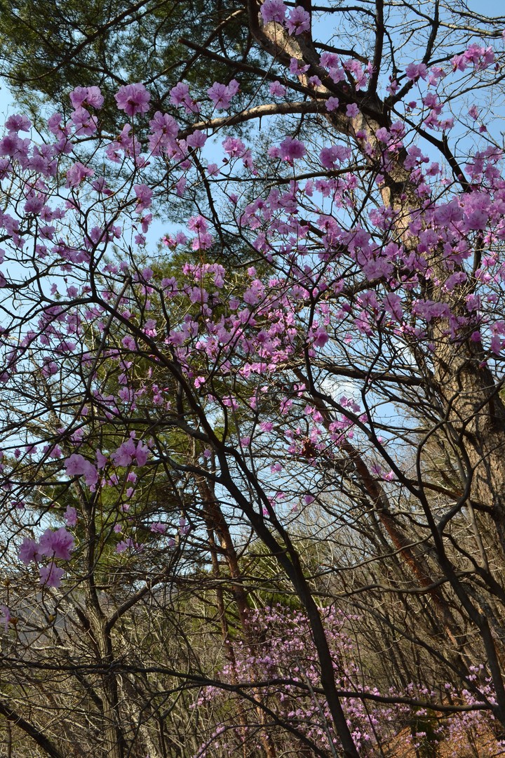 예봉산이미지