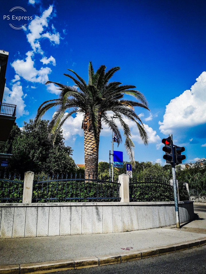 Palm