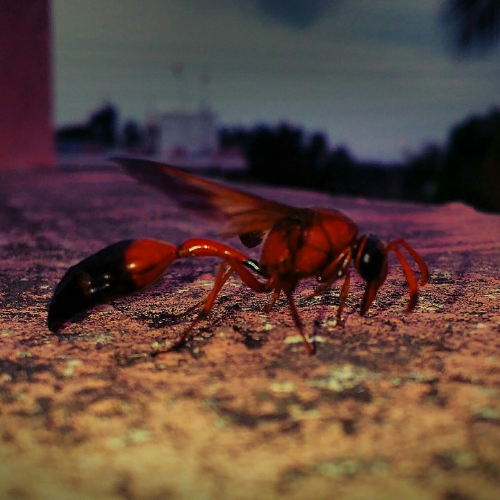Ant queen.