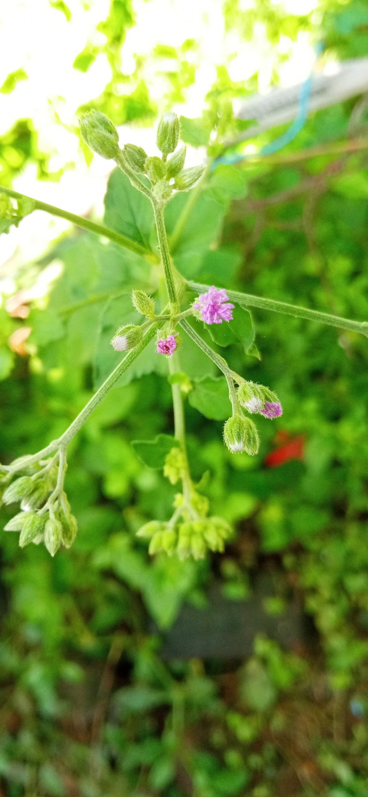 Violet Flower