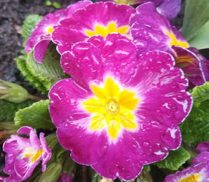 primula