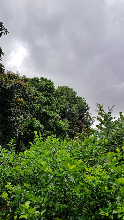 green home