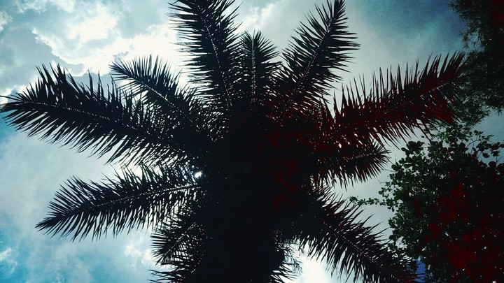 palm tree leaves