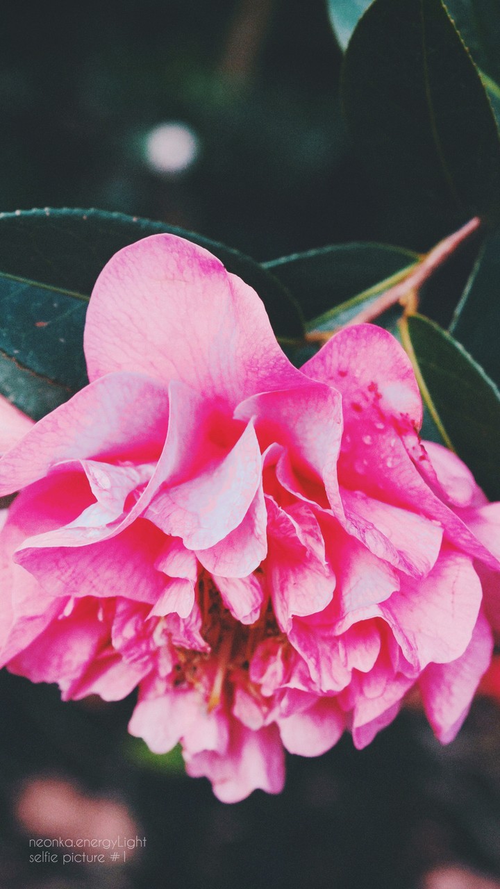 rose