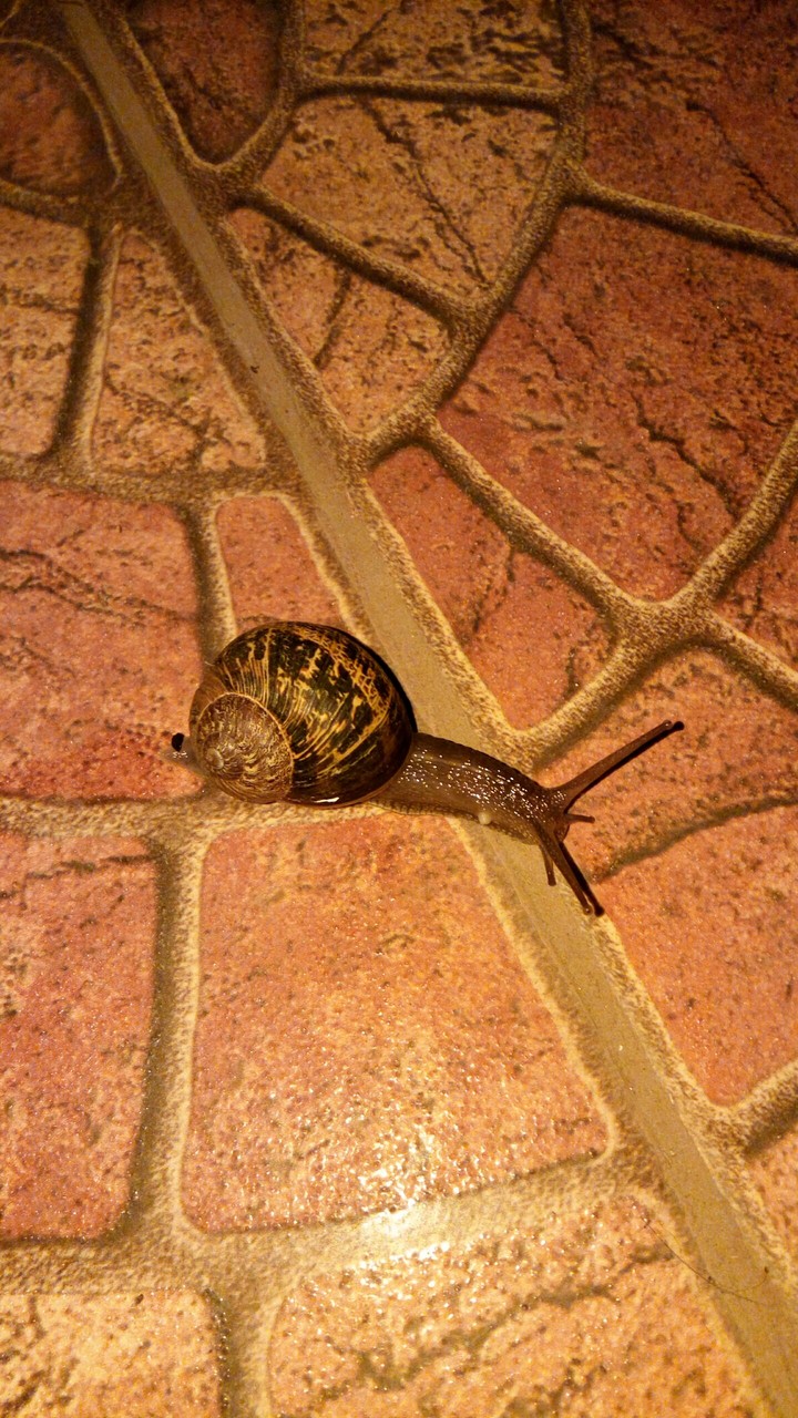 Caracol