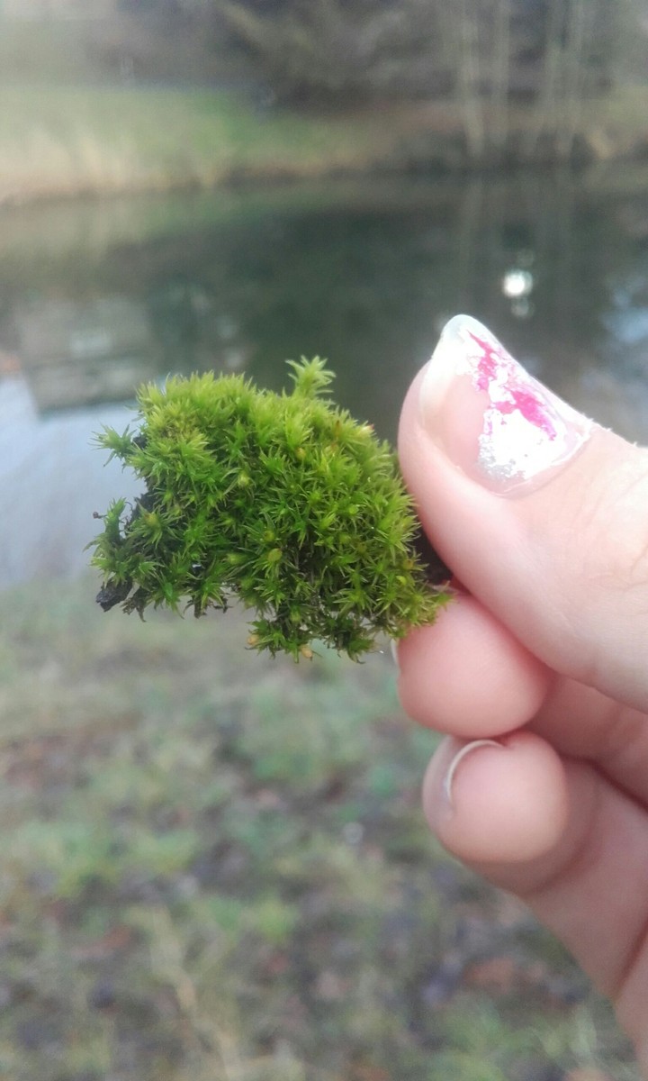 plant and watter
