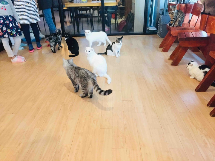 고양이