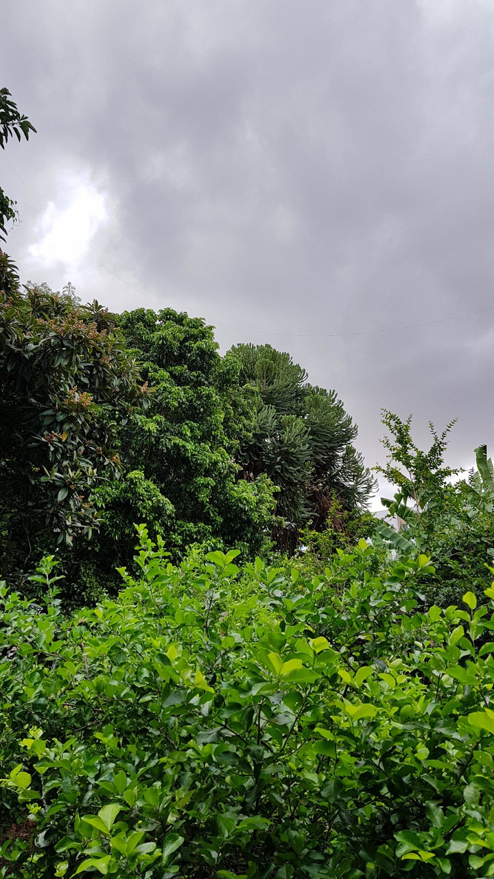 green home