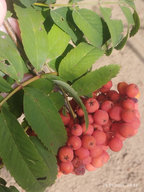 red, produce wallpapers