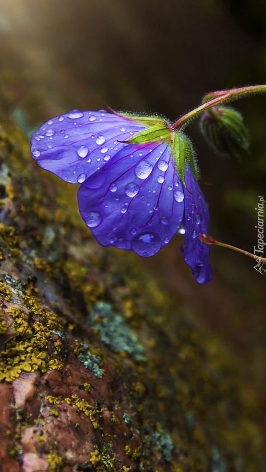 natura