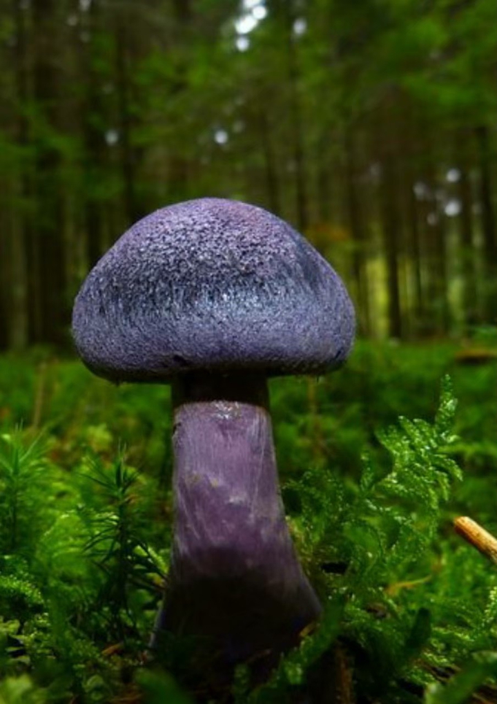 mushroom