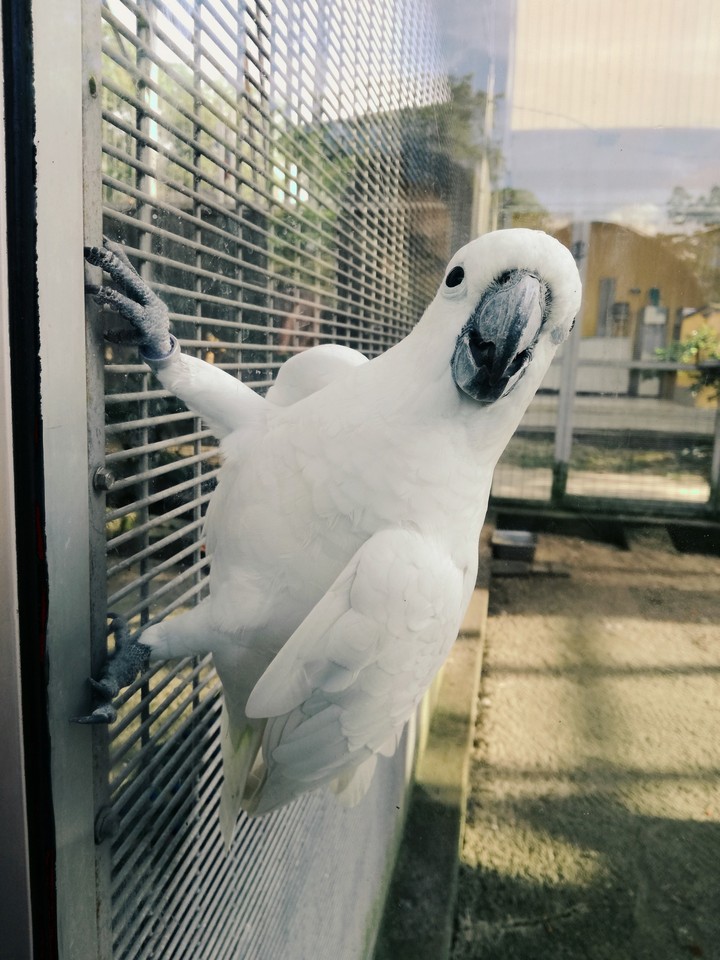 BIRD