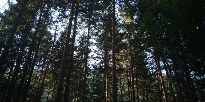 лес