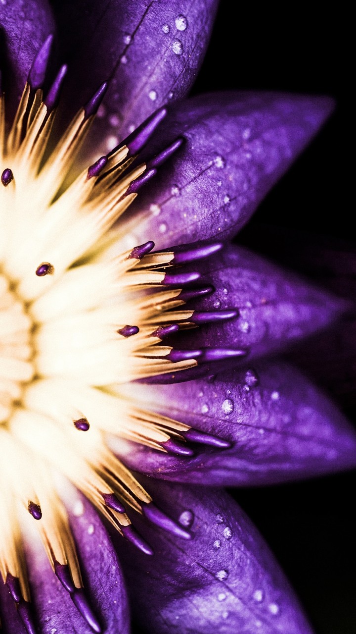 F