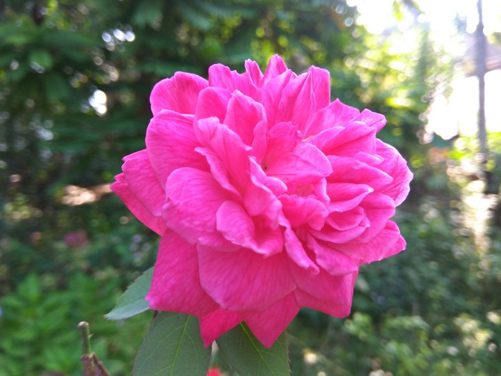 pink rose