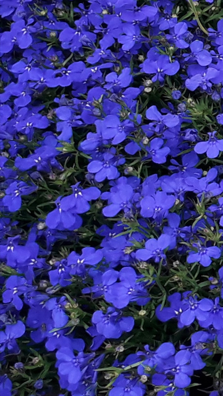 Garden 4