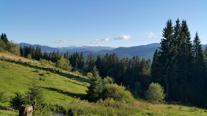 forest, mountains