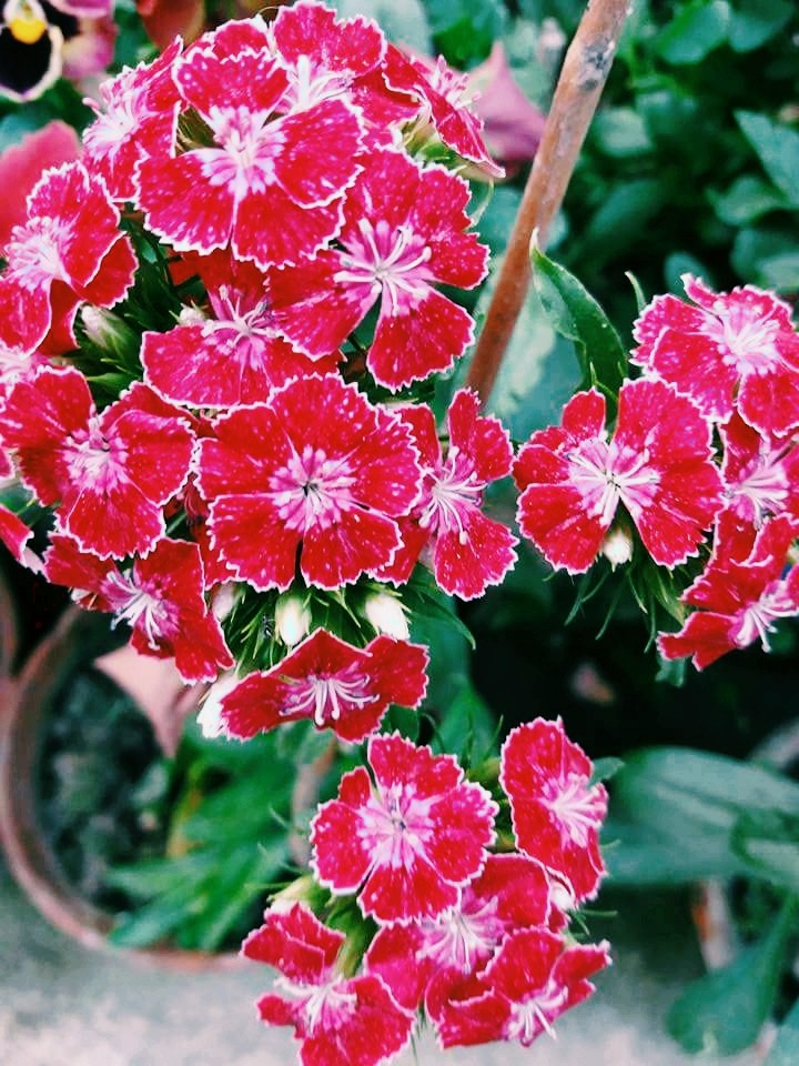 flower