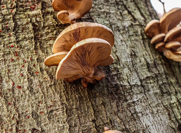 mushroom
