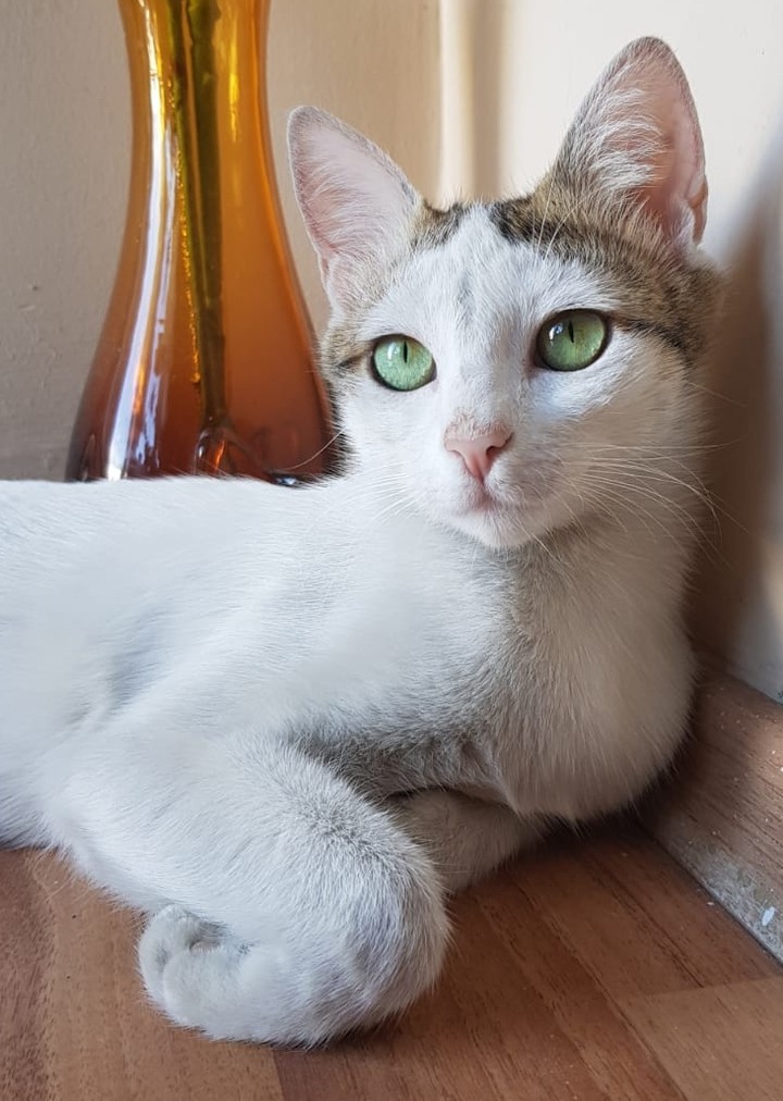 cat