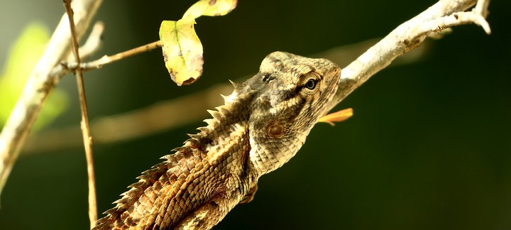 lizard