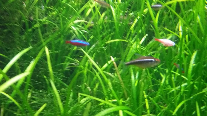 Fish