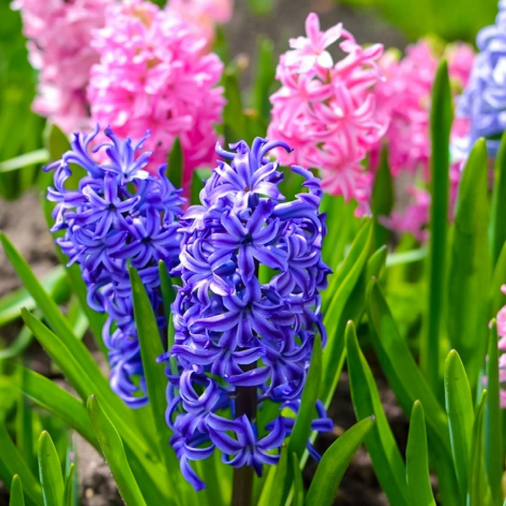 Hyacinth