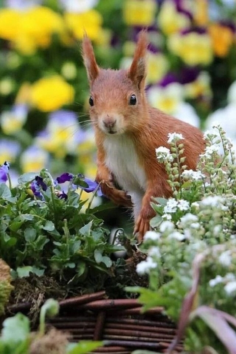 sfondi Fawn, rodent