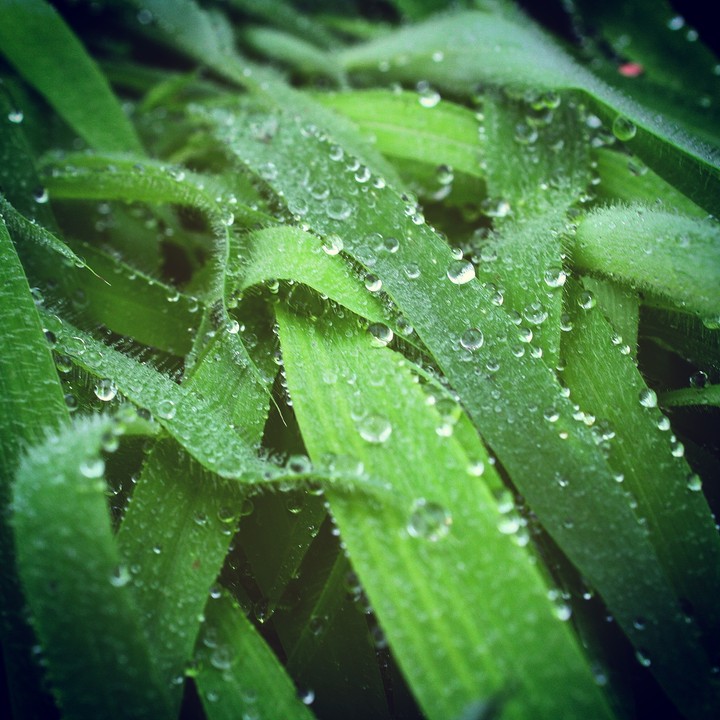 monsoon