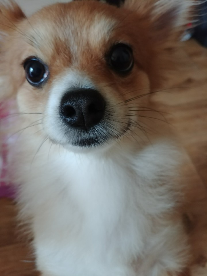 물개