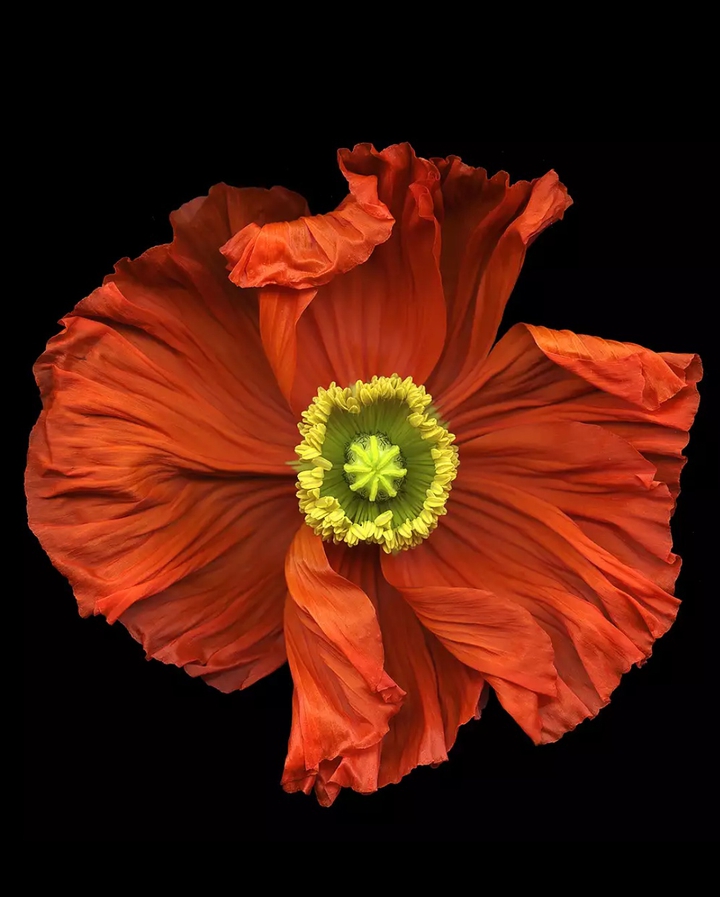 Poppies