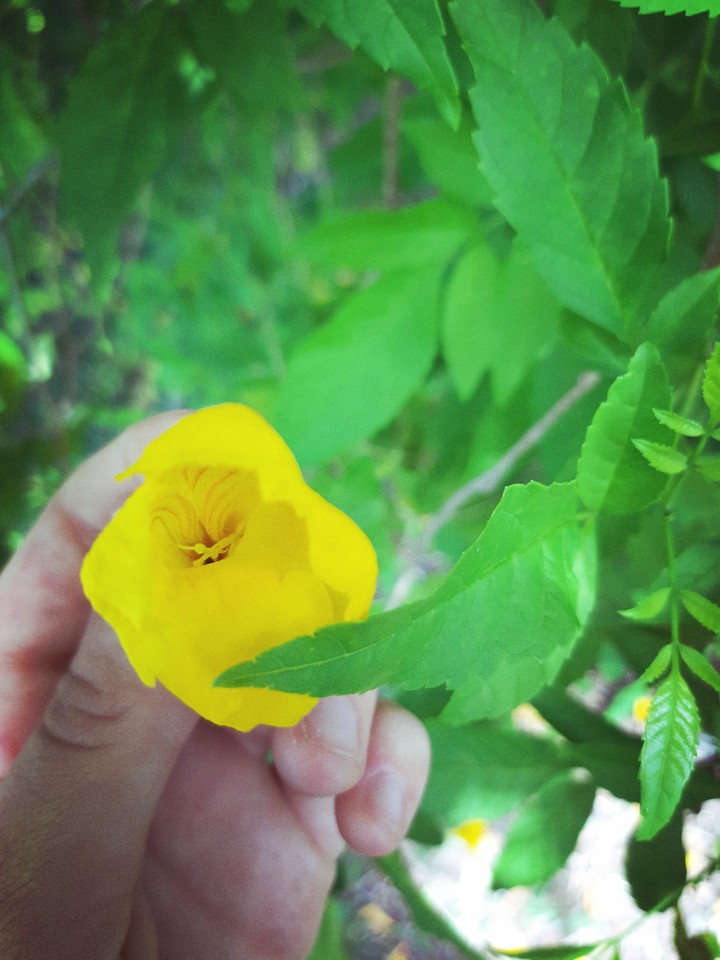 nature star