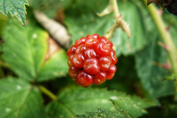 Berry