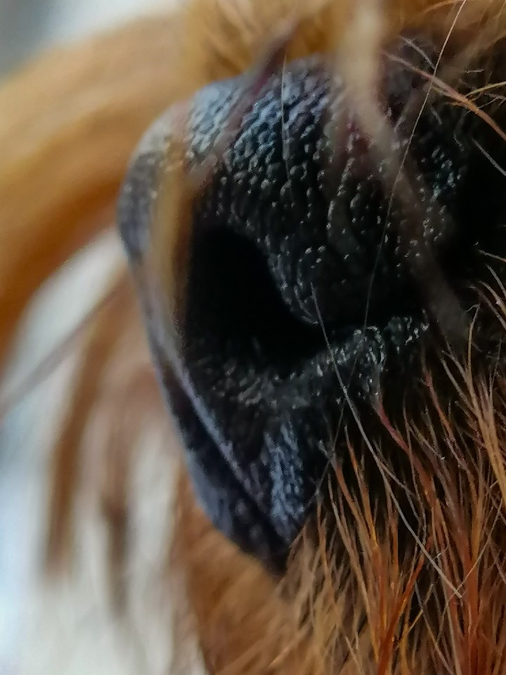 Dog nose