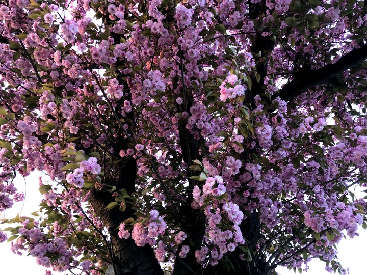 cherry blossom