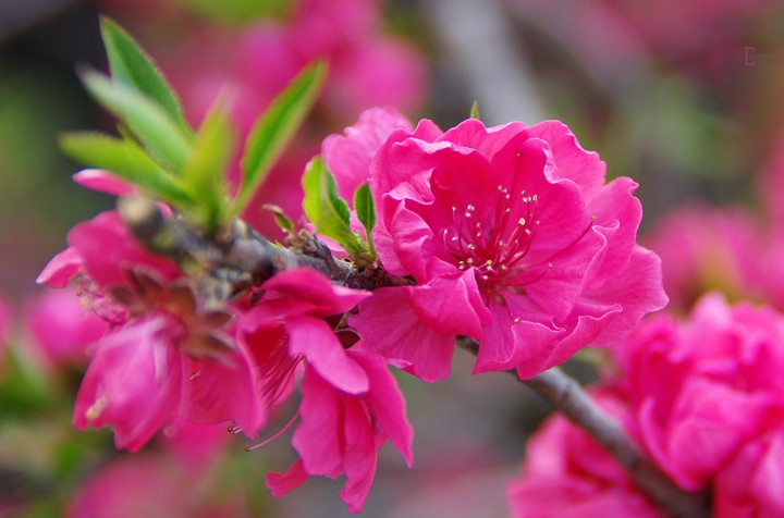 blossom