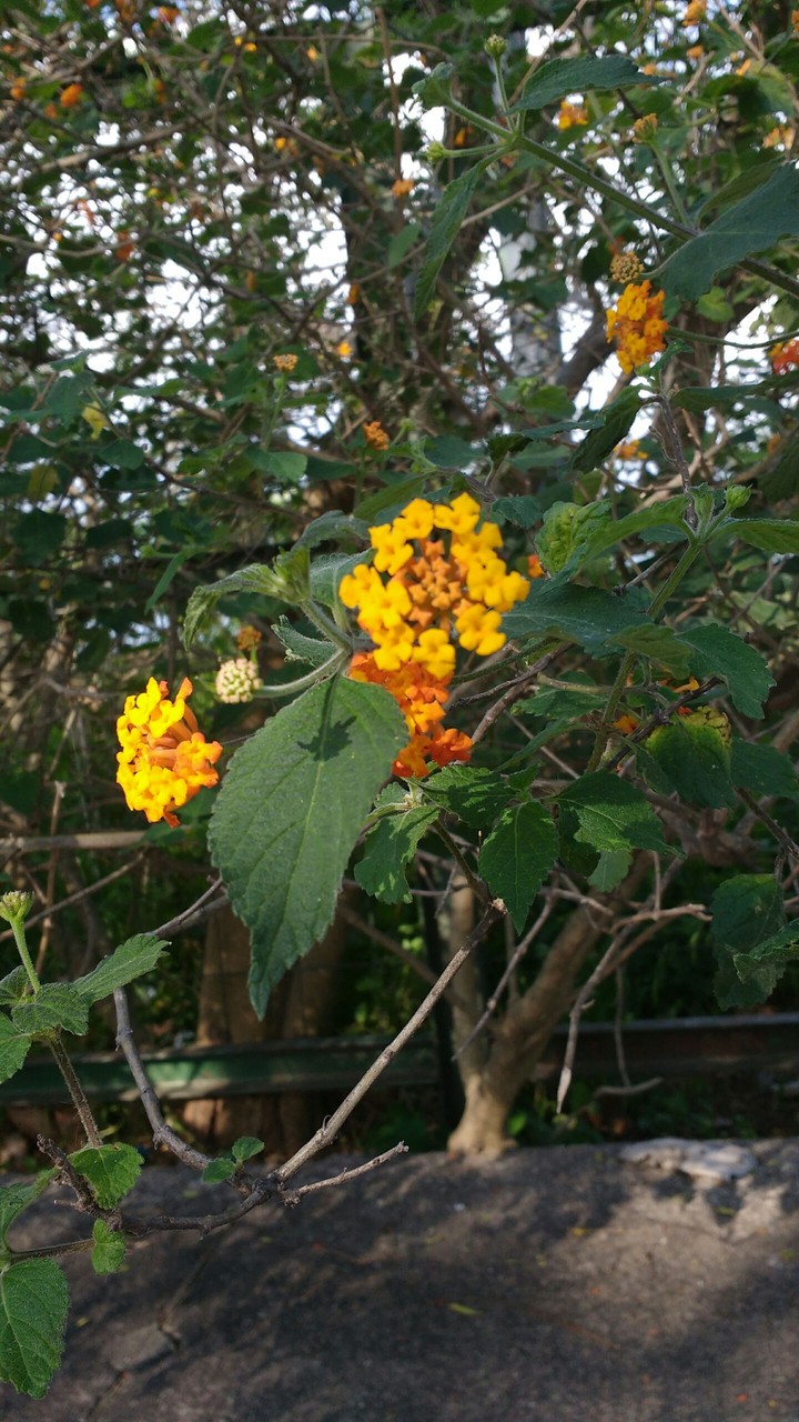 flower
