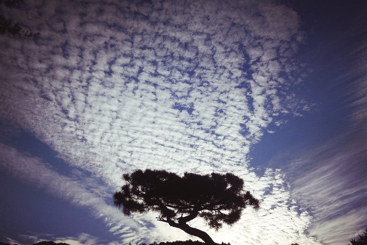 tree