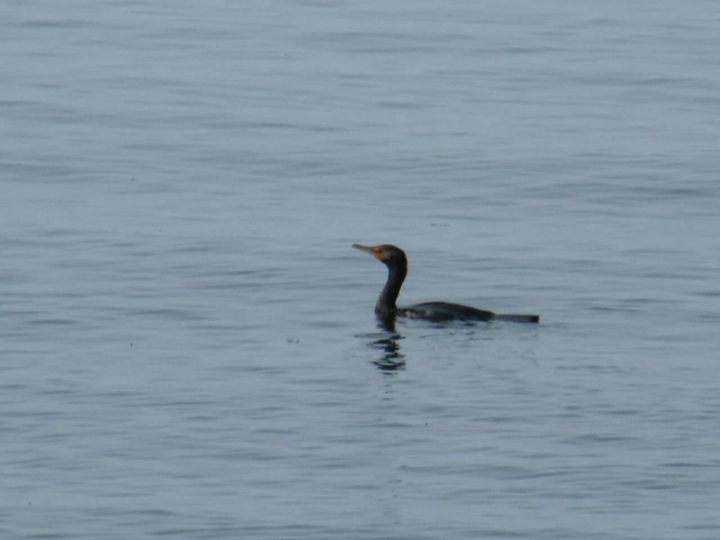 cormoran