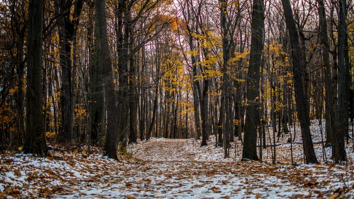 nature