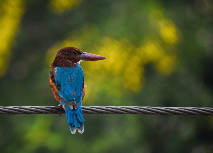 Kingfisher
